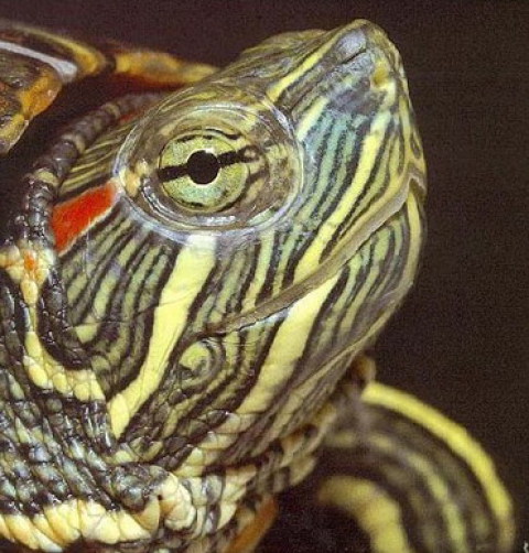 turtle-red-ear-slider-rainforest-bg.jpg