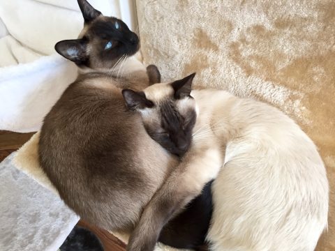 Das Schrödinger-Doppelkatzen-Dilemma